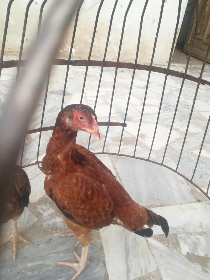 Asell phatiyan 03410589860 watsap — photo 8