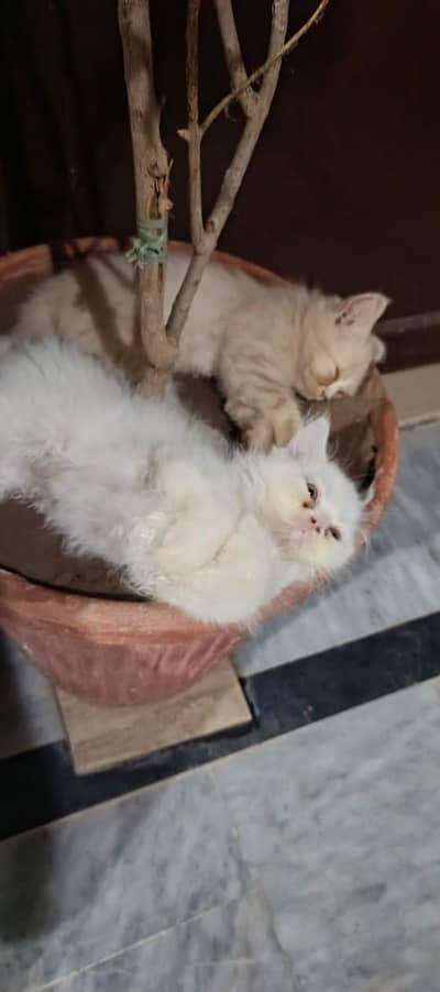 pure Persian breed 2 kittens each 12 k