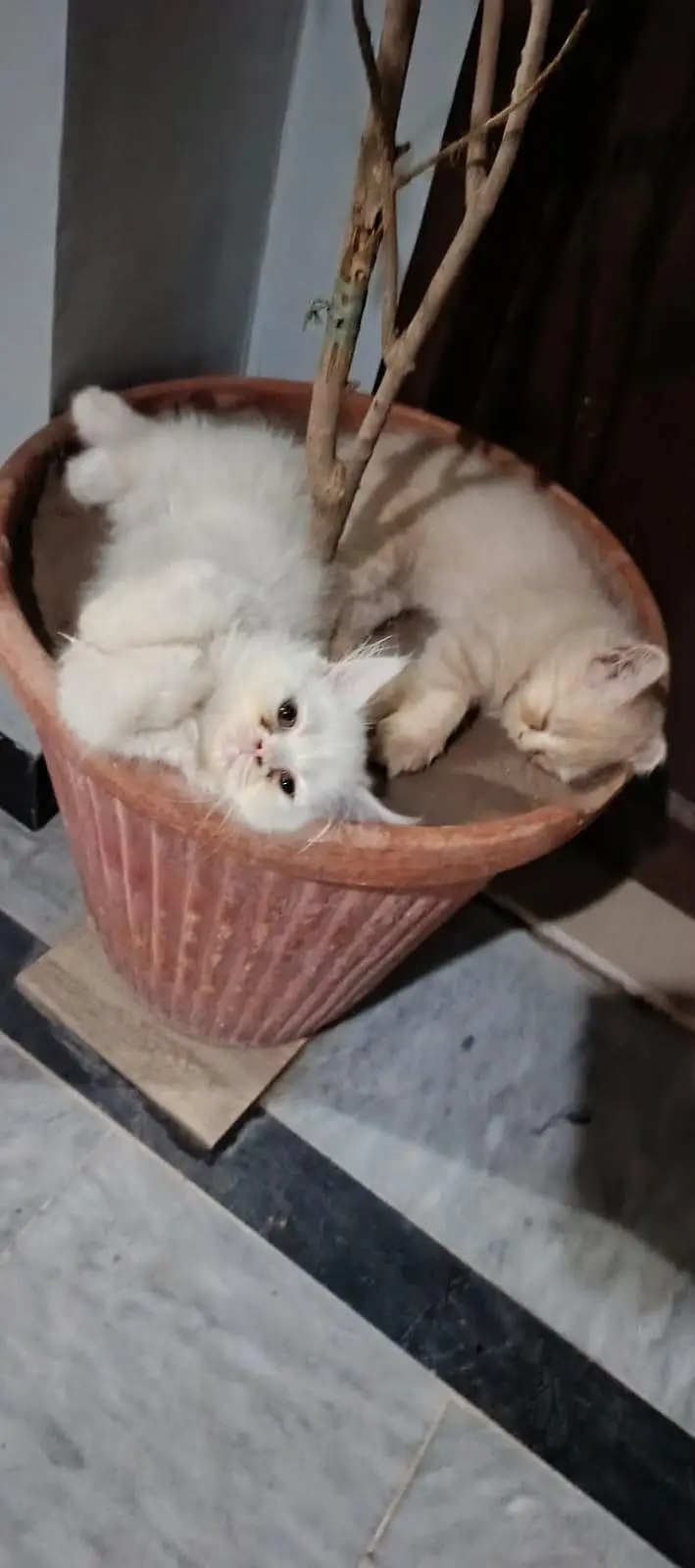 pure Persian breed 2 kittens each 12 k — photo 2