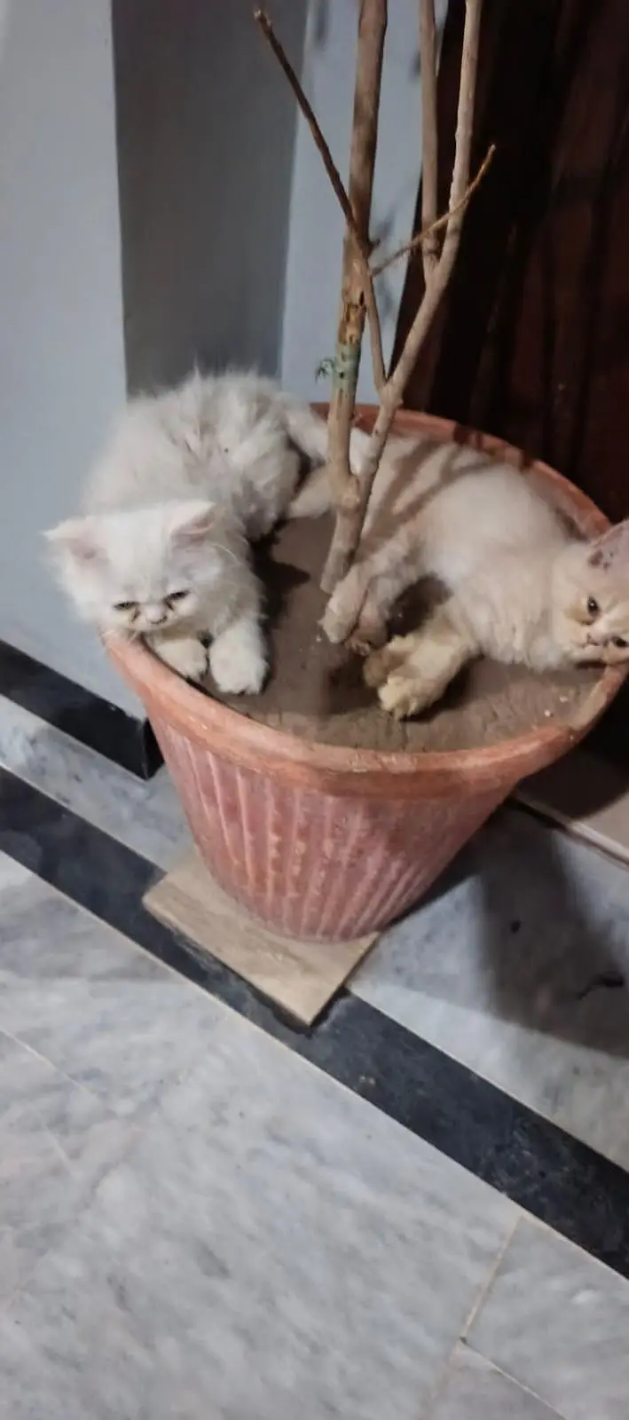pure Persian breed 2 kittens each 12 k — photo 3