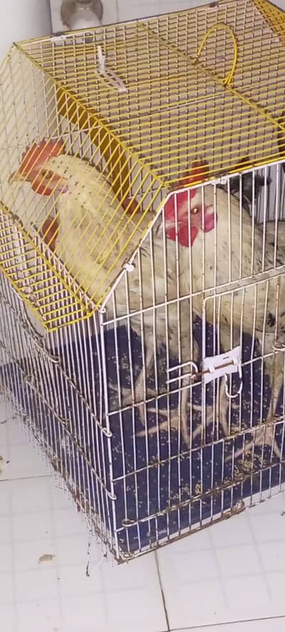 Japanese bantam chicken pair for sale