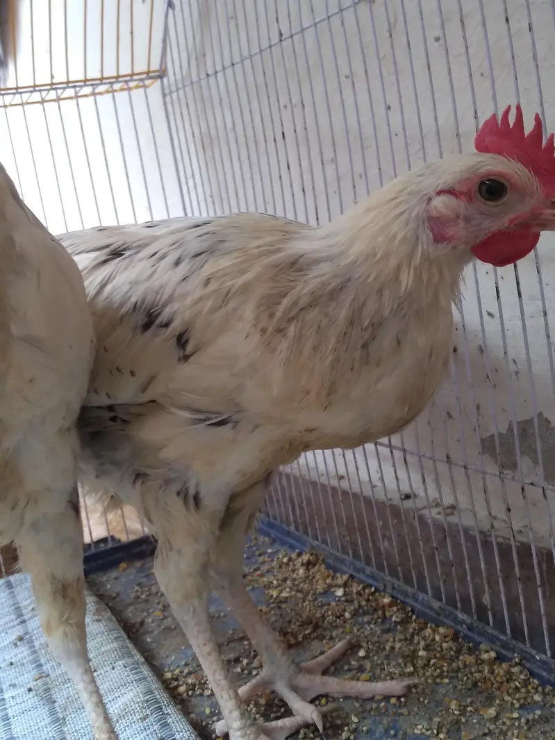 Japanese bantam chicken pair for sale — photo 2