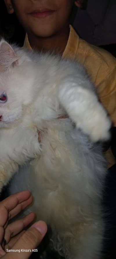 Persian cat