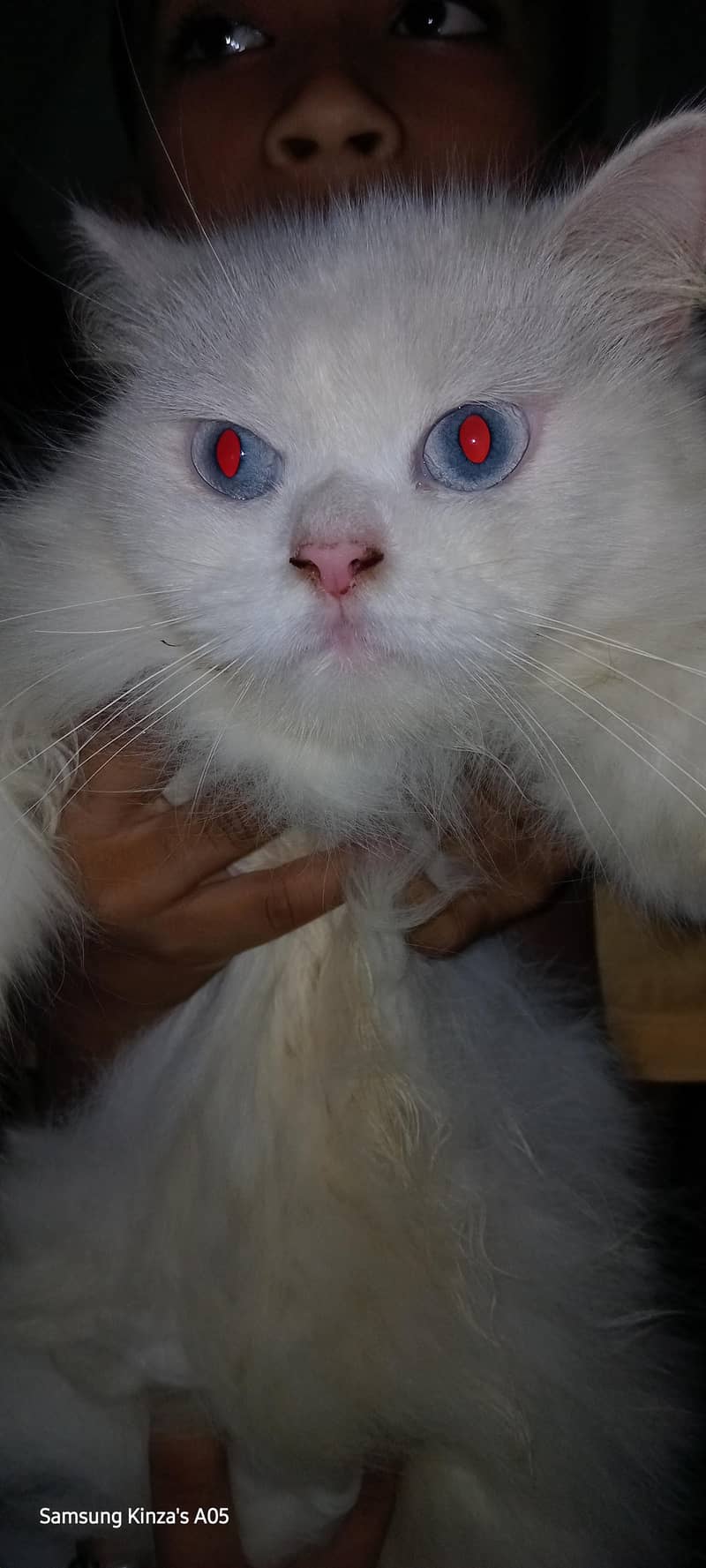 Persian cat 1