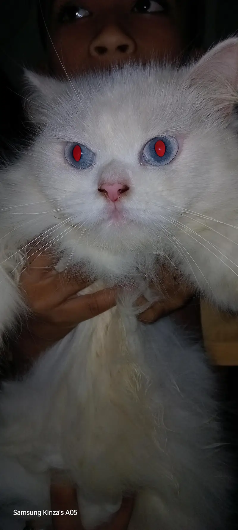 Persian cat — photo 2