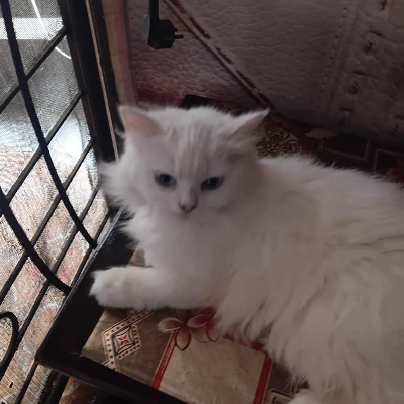 Persian cat 2