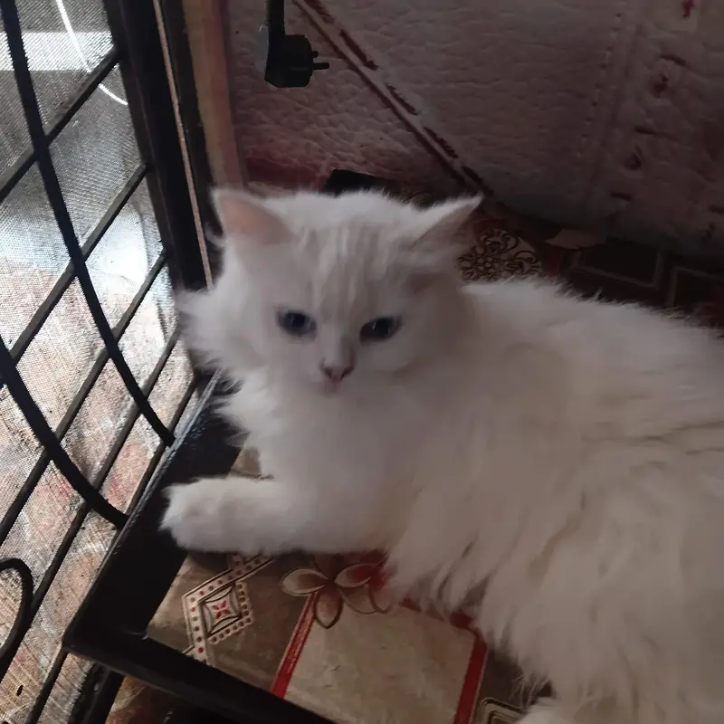 Persian cat — photo 3