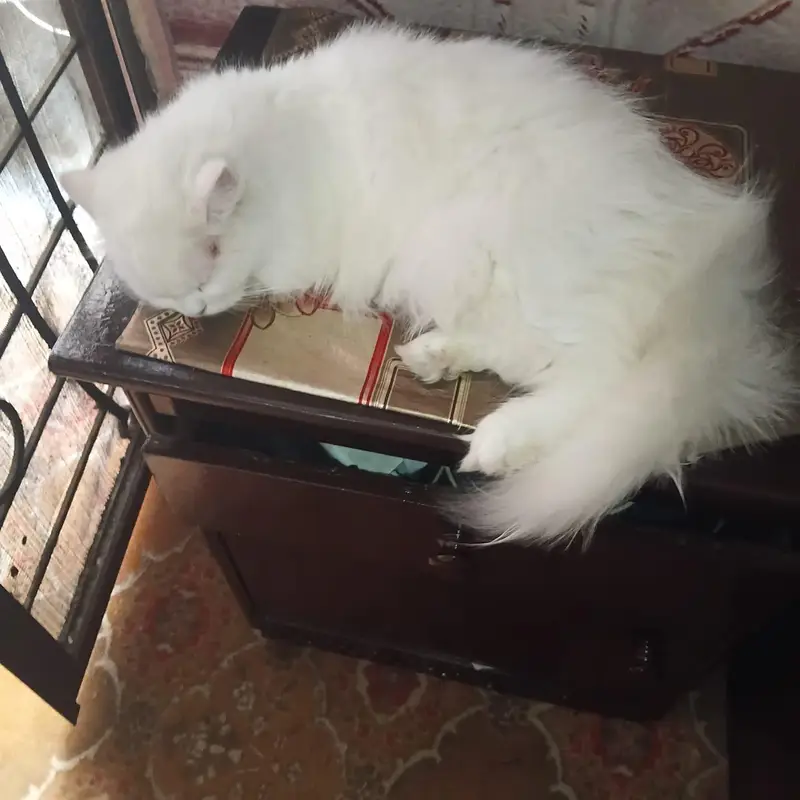 Persian cat — photo 4