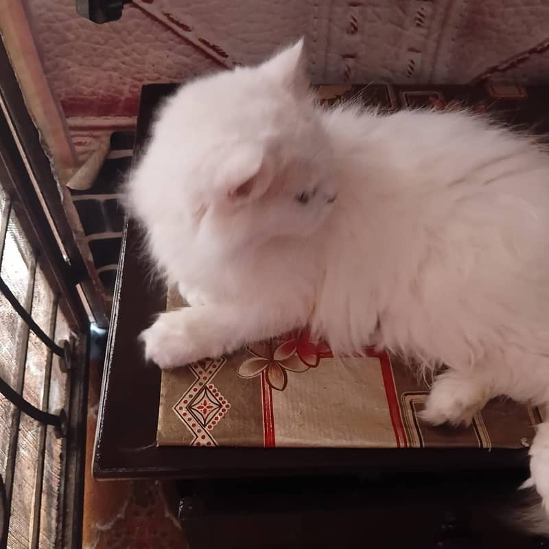 Persian cat 4