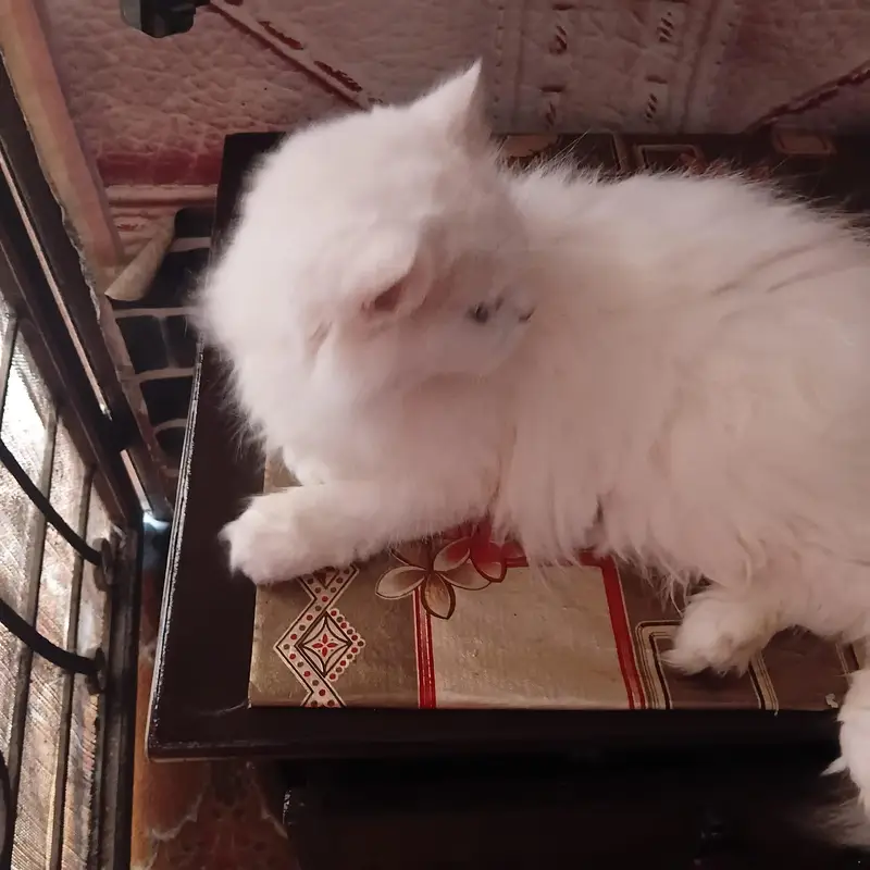 Persian cat — photo 5