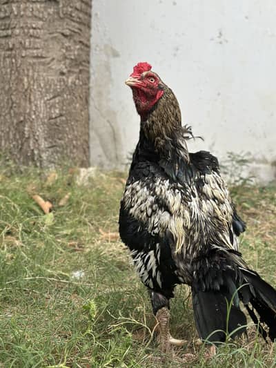 Merathi aseel khaprail nali