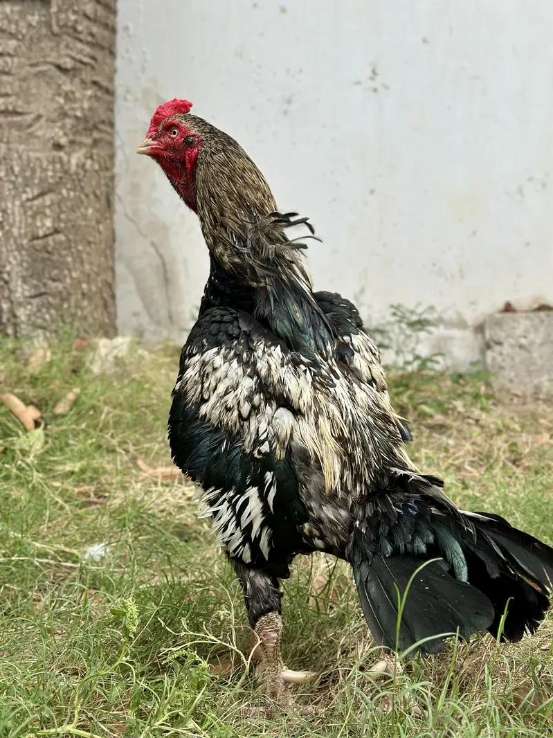 Merathi aseel khaprail nali — photo 2