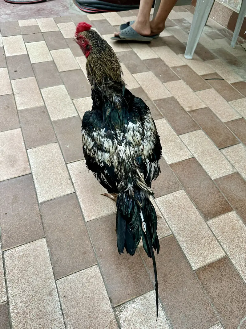 Merathi aseel khaprail nali — photo 3
