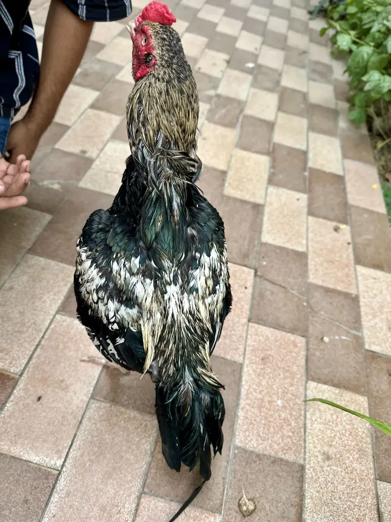 Merathi aseel khaprail nali — photo 4