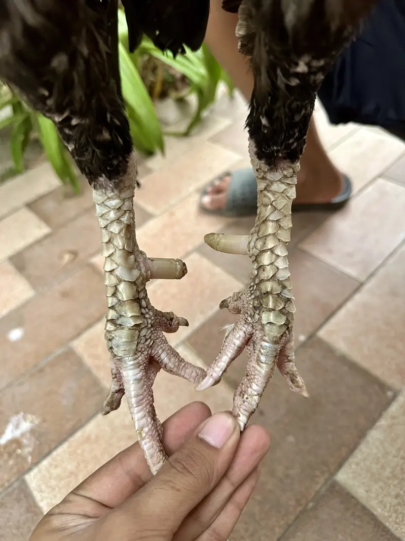 Merathi aseel khaprail nali — photo 8