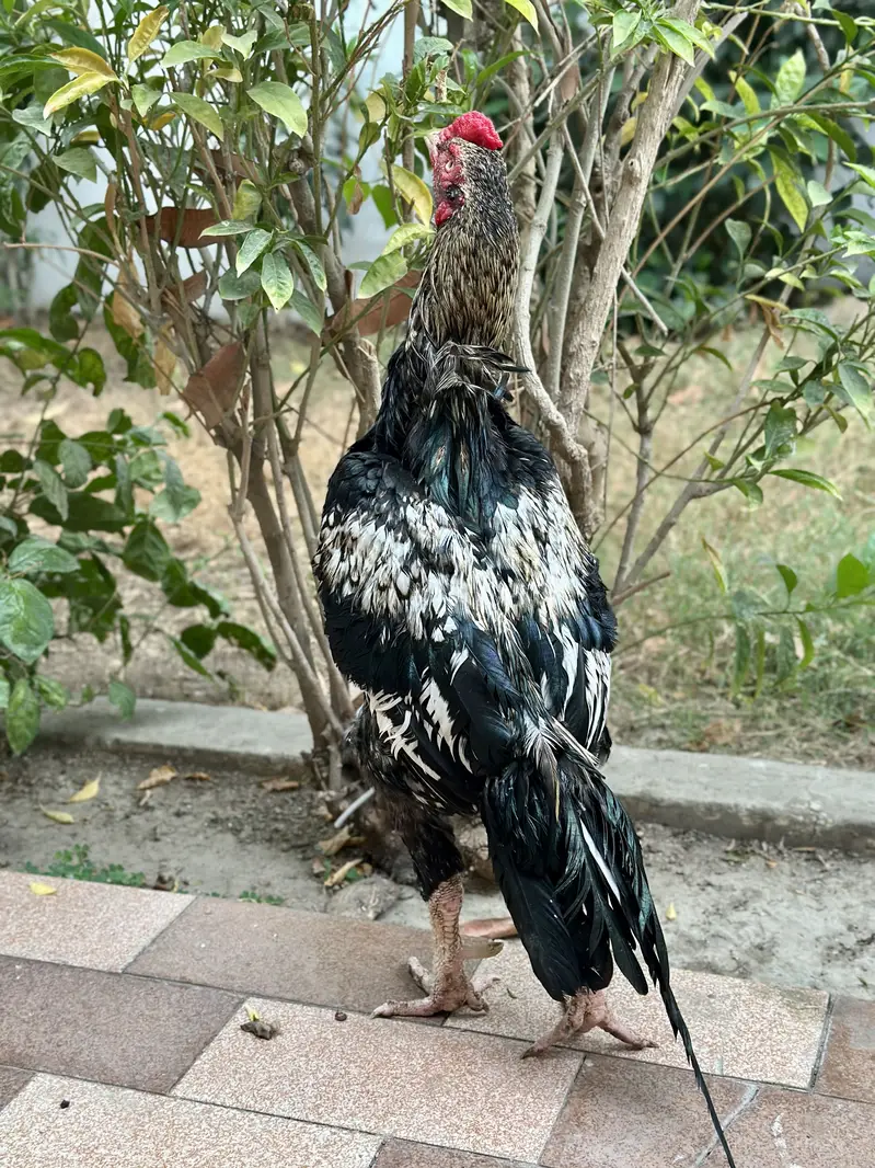Merathi aseel khaprail nali — photo 9
