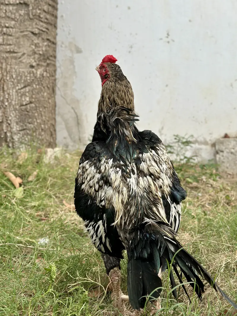 Merathi aseel khaprail nali — photo 10