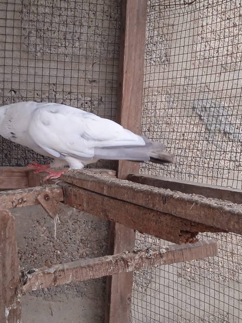 Highflyer Kabootar 1