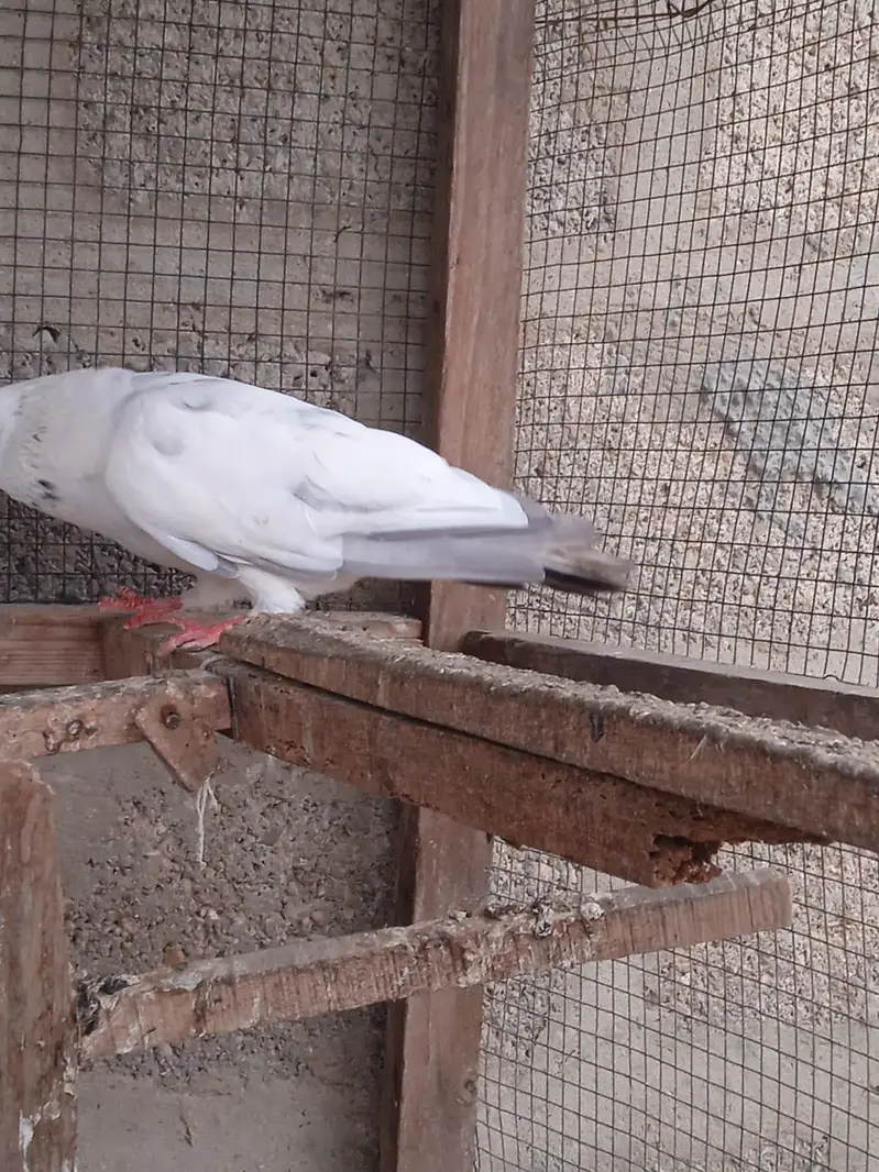 Highflyer Kabootar — photo 2