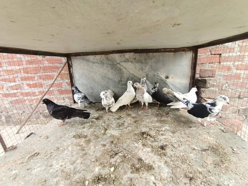 pigeon 0