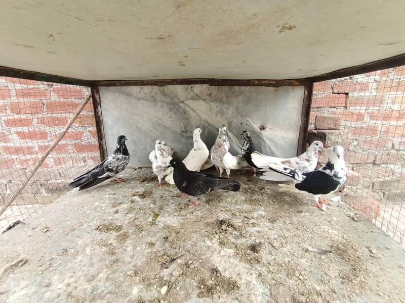 pigeon 1