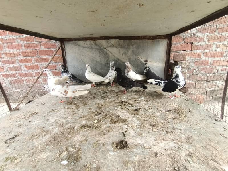 pigeon 2