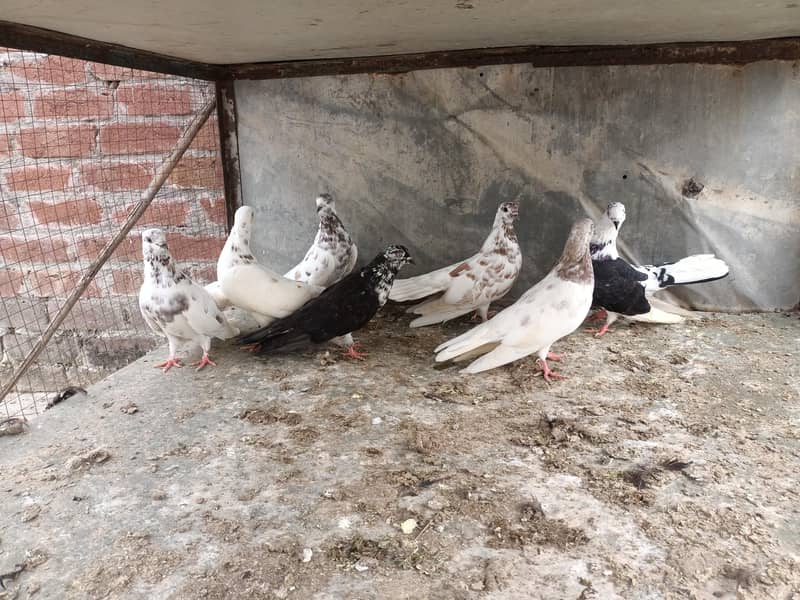pigeon 4