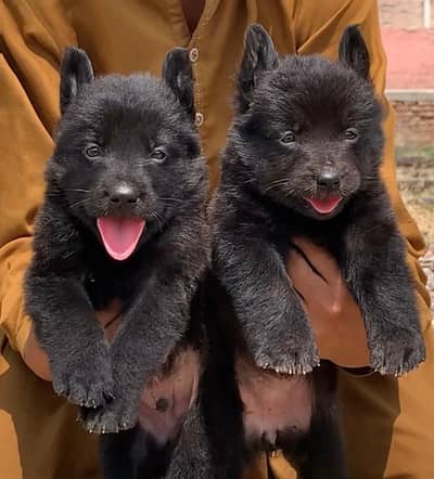 Balck German Shepherd long coat piar for sale available