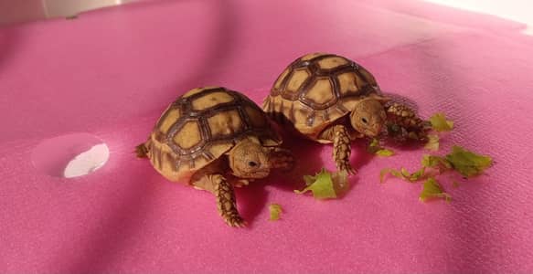 Most Demanding tortoise Pair Available 