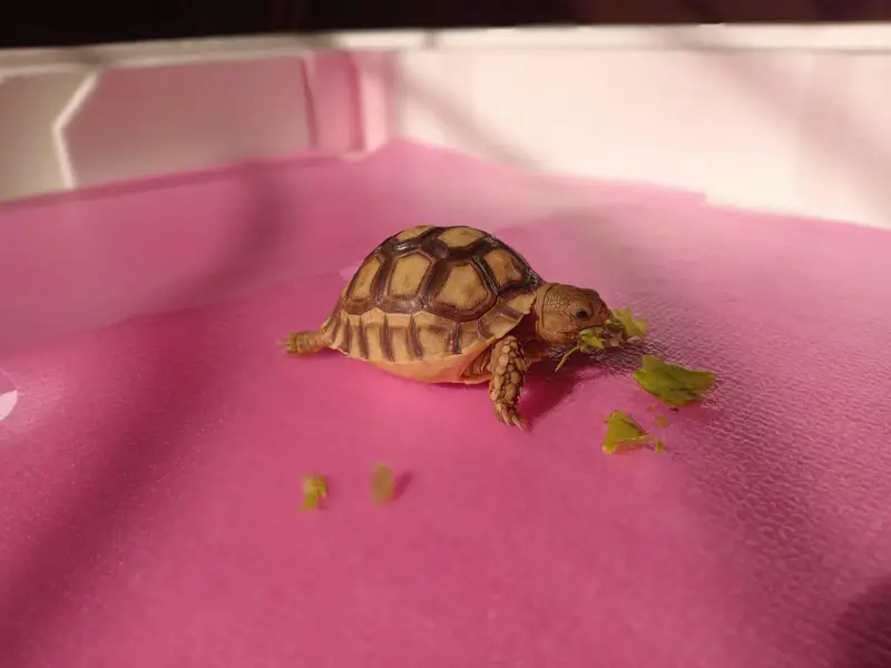 Most Demanding tortoise Pair Available  — photo 2