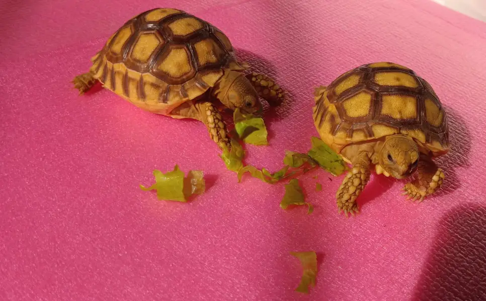 Most Demanding tortoise Pair Available  — photo 3