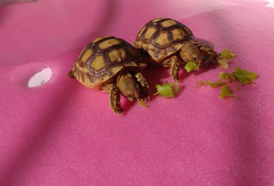 Most Demanding tortoise Pair Available  — photo 4