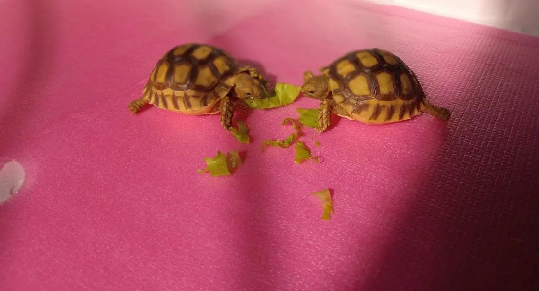 Most Demanding tortoise Pair Available  — photo 5