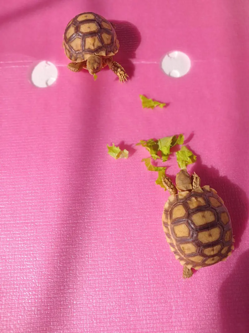 Most Demanding tortoise Pair Available  — photo 6