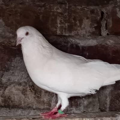 pure white chatri wala pair zard ankh m