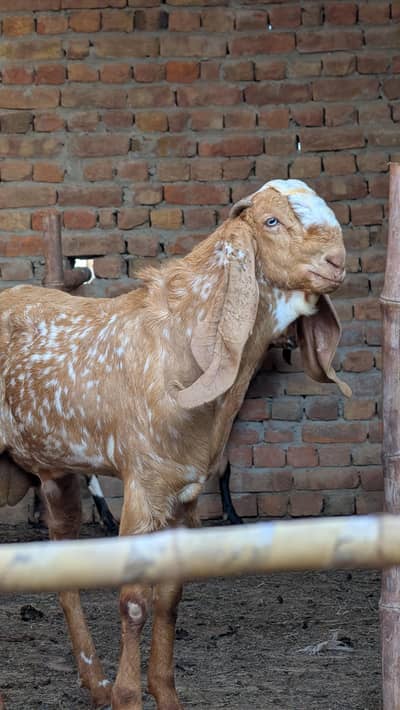 Breeder availble for mating/cross