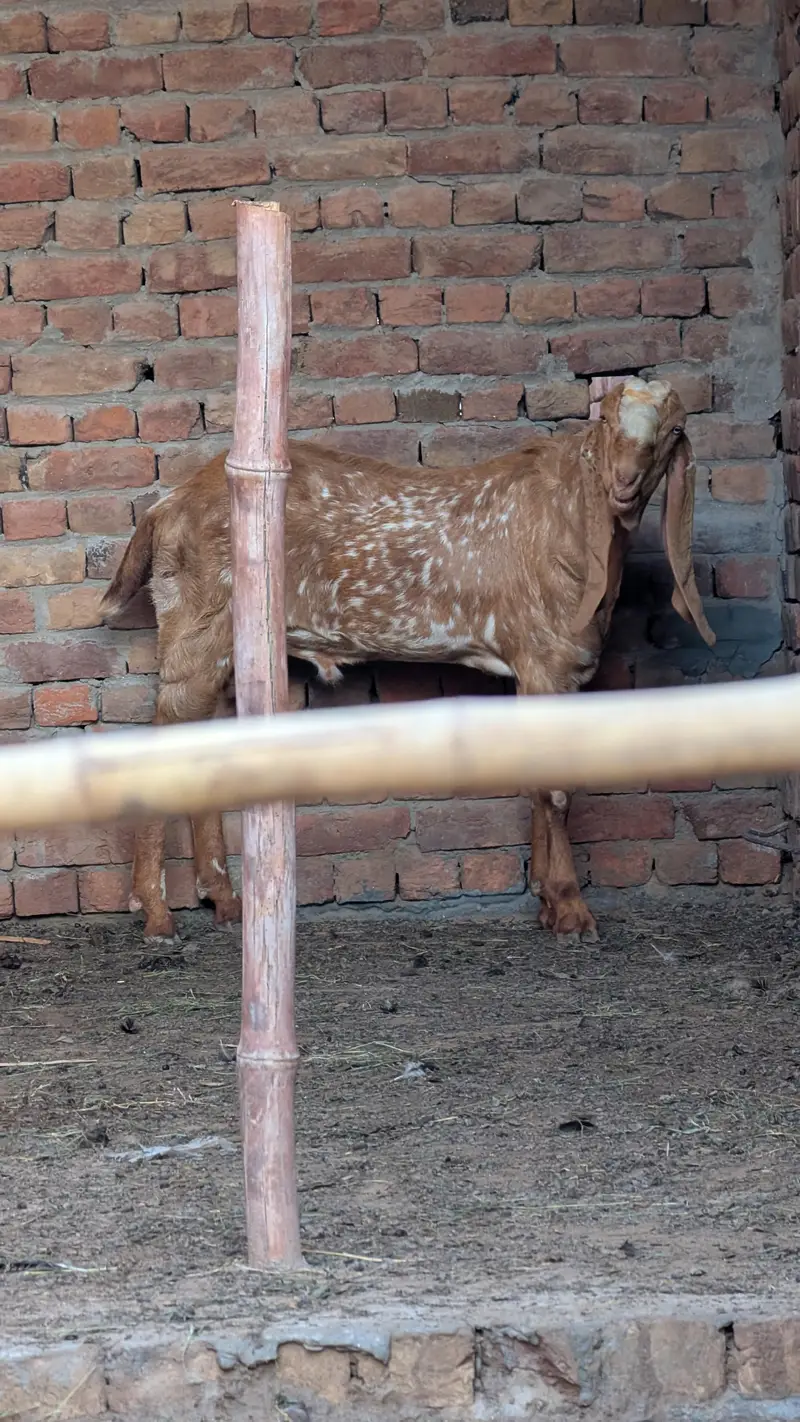 Breeder availble for mating/cross — photo 4