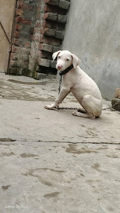 Beautiful White Puppy for Sale – Healthy & Active | Cute Pet Dog
