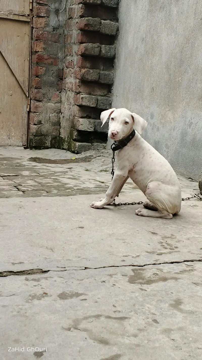 Beautiful White Puppy for Sale – Healthy & Active | Cute Pet Dog — photo 2