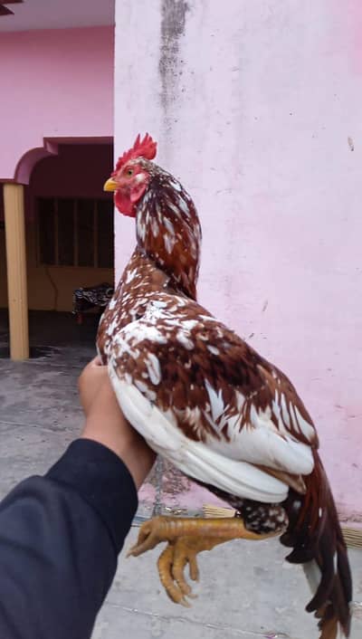 aseel begum for sale munasib price