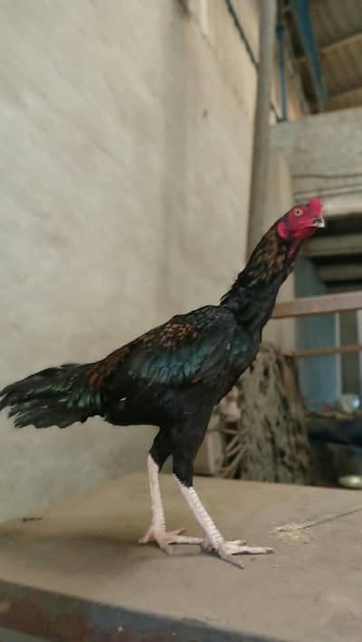 hai cotton aswell Murga