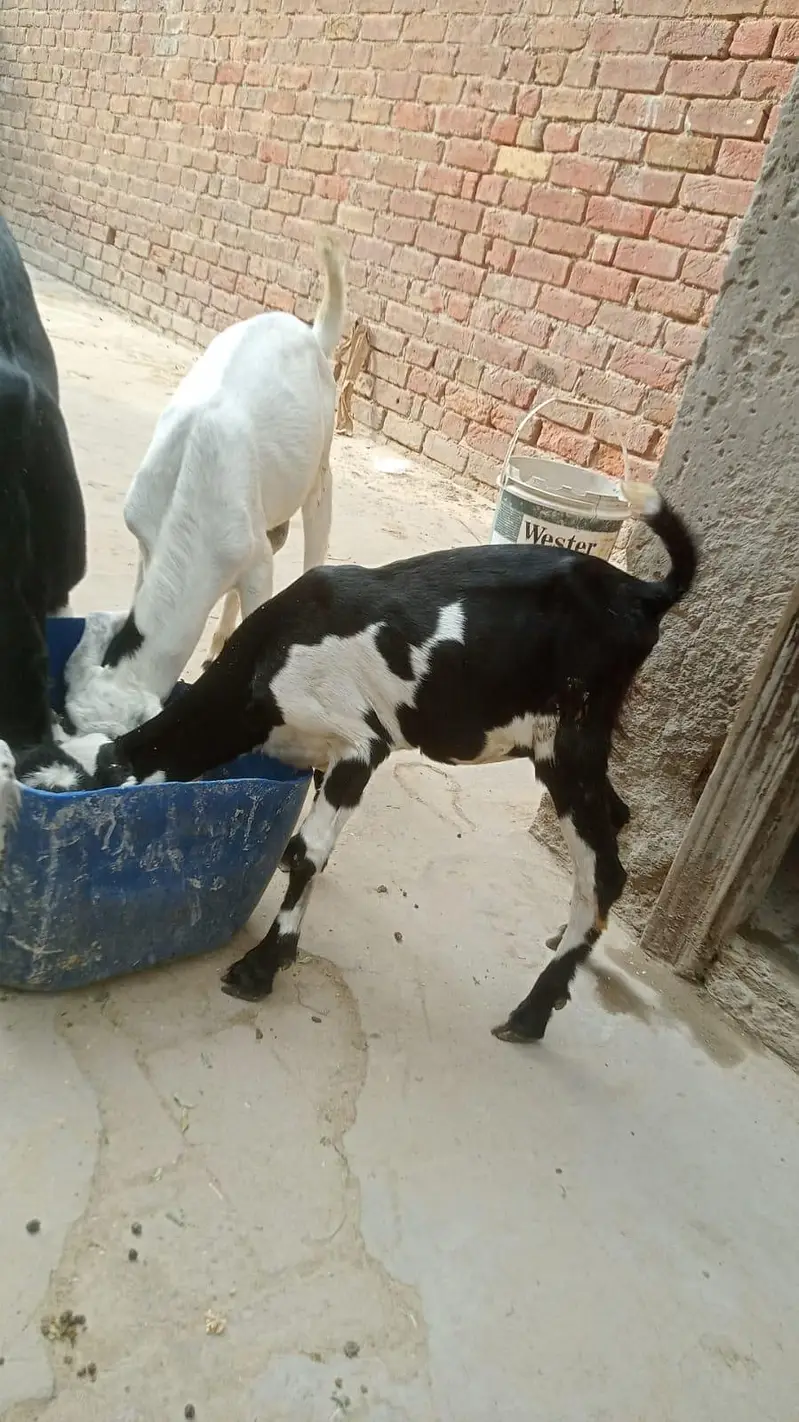mnasab qimat me mile ga — photo 3