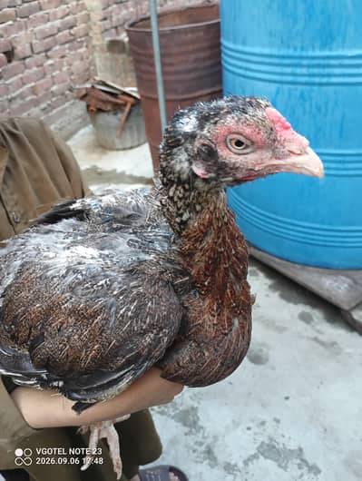 good aseel hen 03218836687