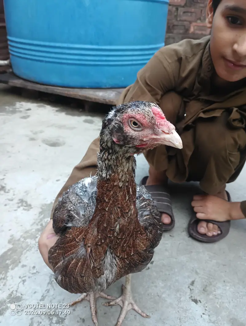 good aseel hen 03218836687 — photo 2