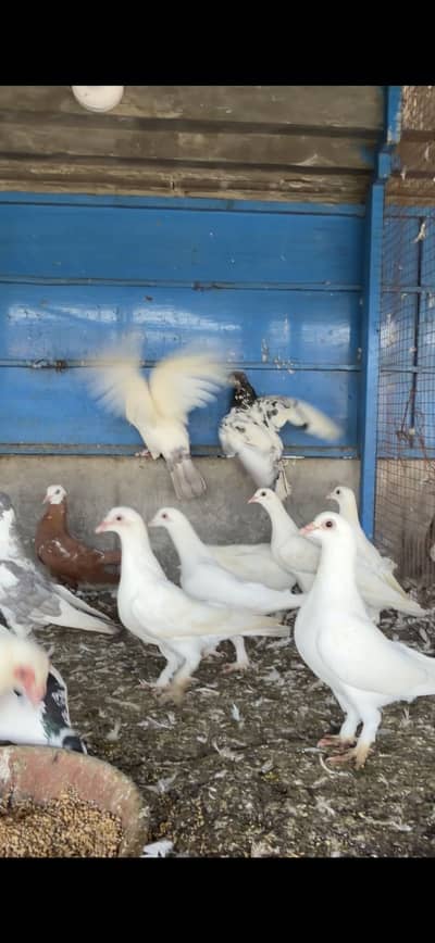 Fancy pigeons for sale pigeons for sale in lahore