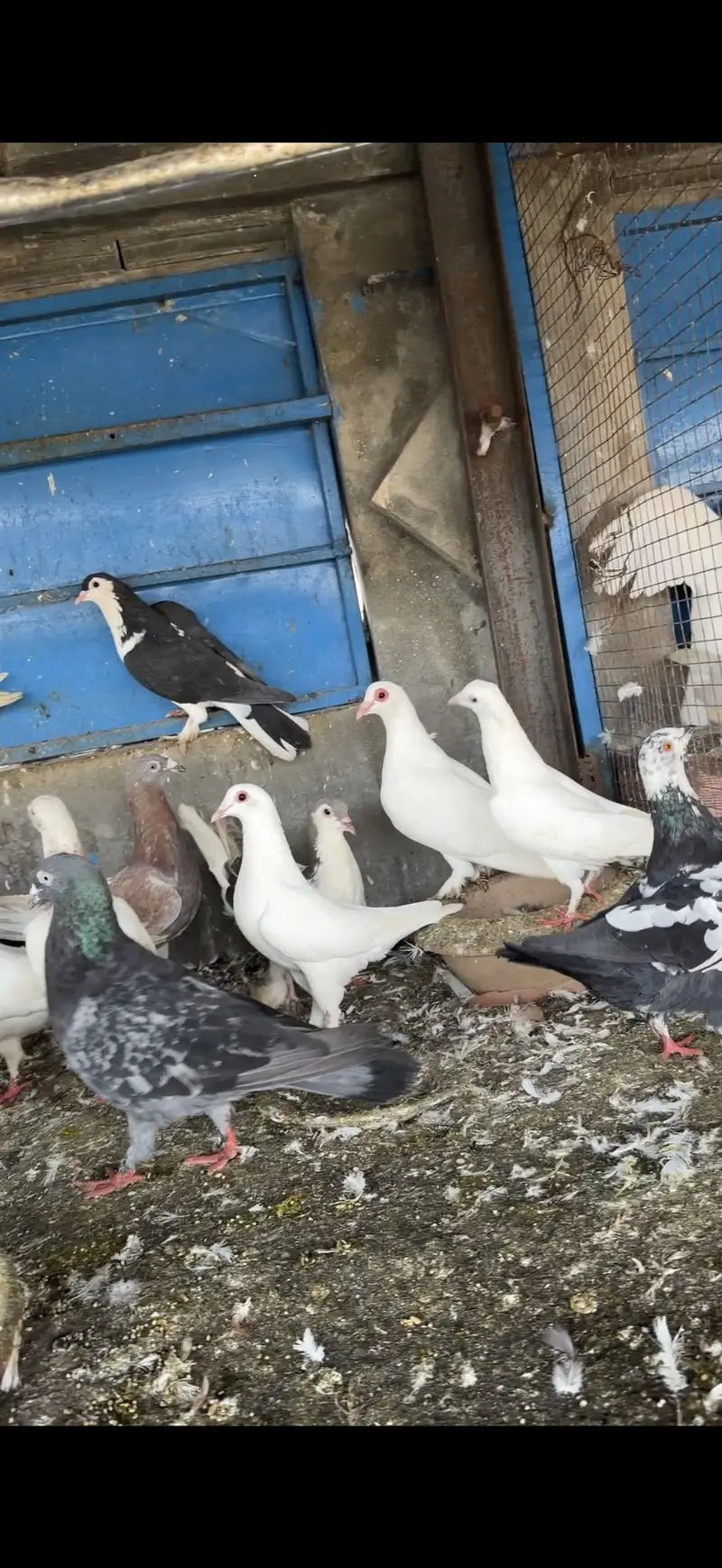 Fancy pigeons for sale pigeons for sale in lahore — photo 2