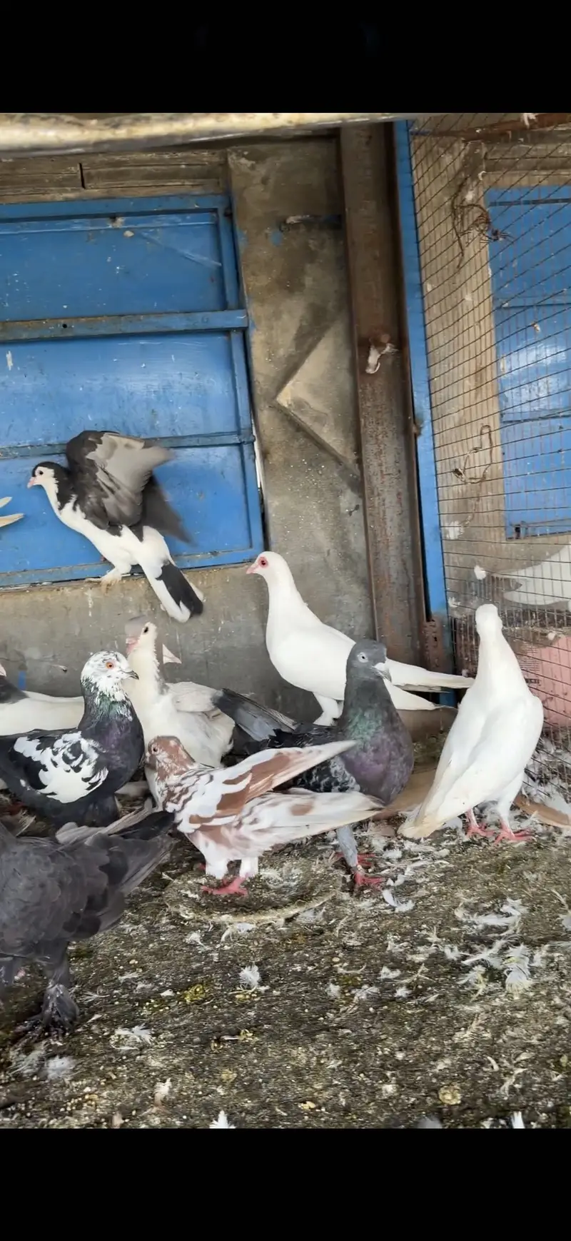 Fancy pigeons for sale pigeons for sale in lahore — photo 3