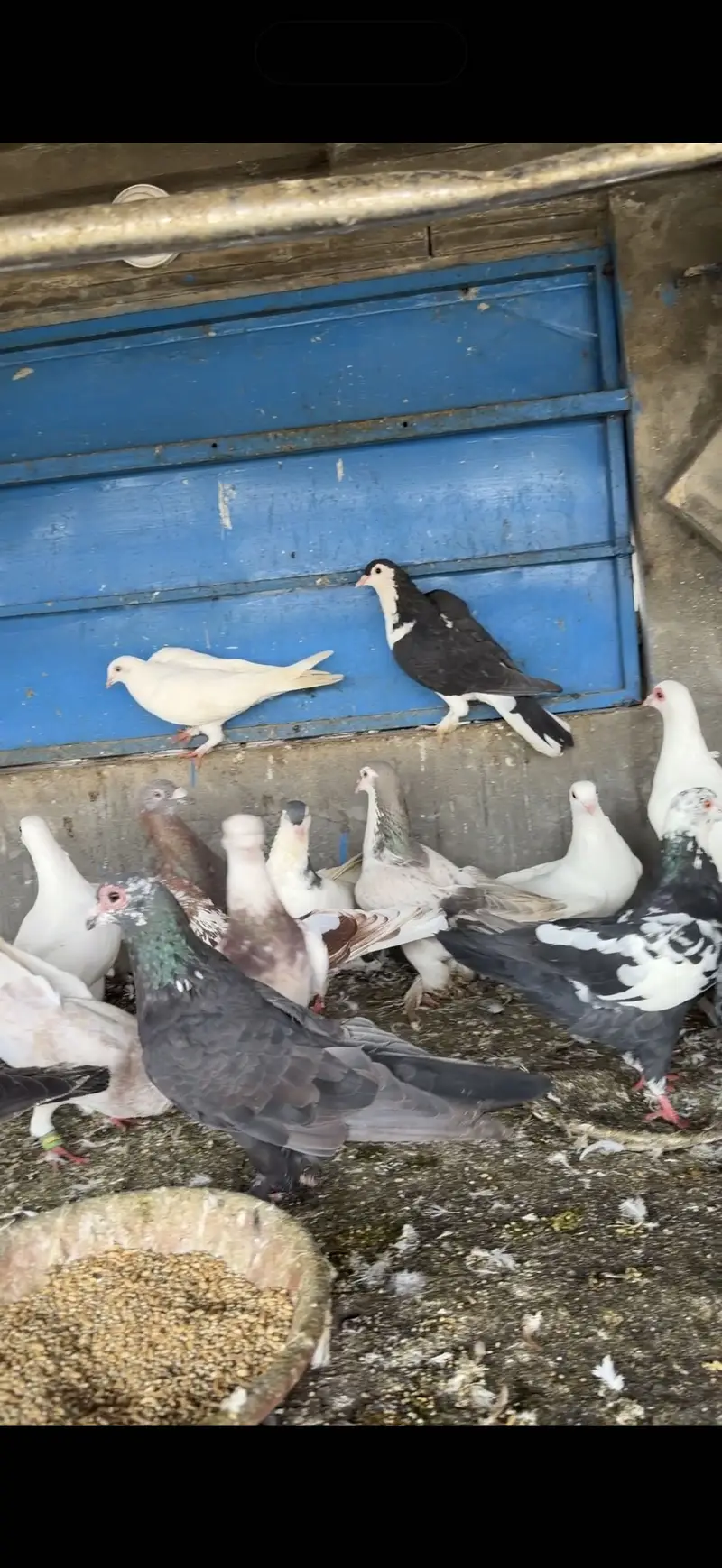 Fancy pigeons for sale pigeons for sale in lahore — photo 4