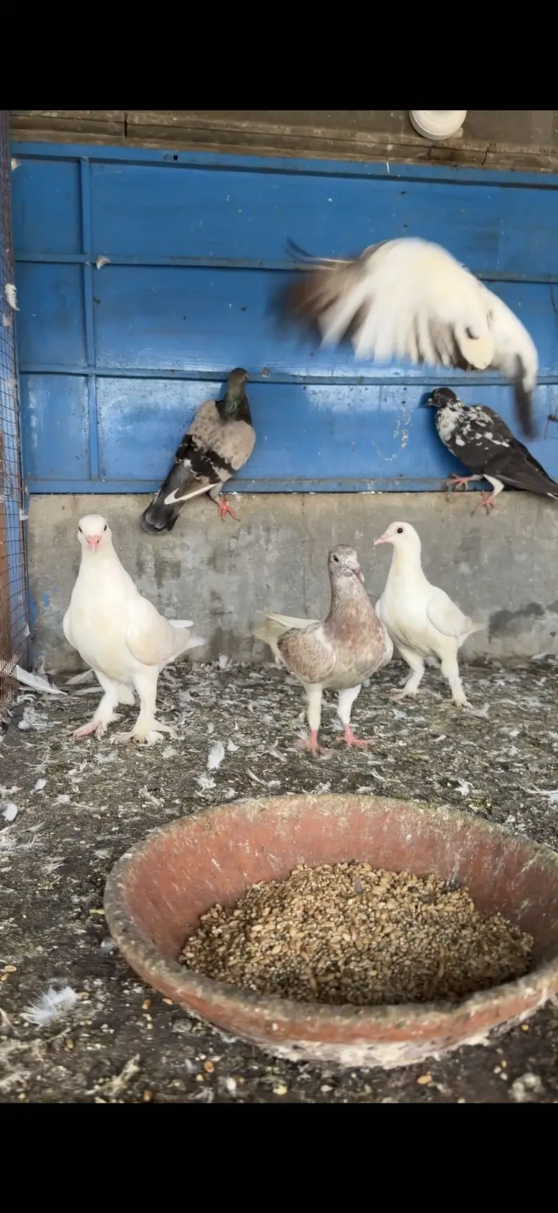 Fancy pigeons for sale pigeons for sale in lahore — photo 5