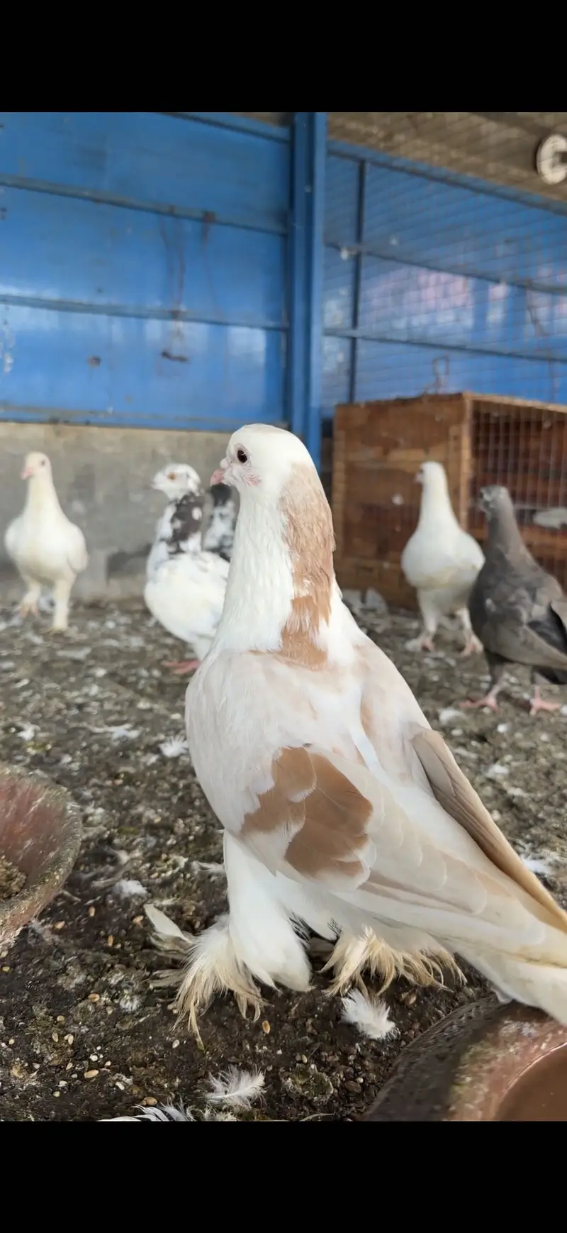 Fancy pigeons for sale pigeons for sale in lahore — photo 6